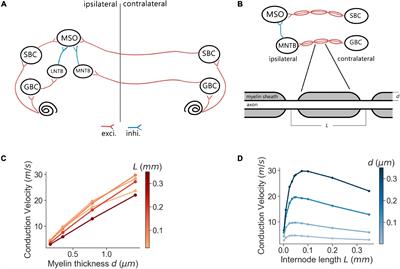 Predicting the Influence of Axon Myelination on Sound Localization Precision Using a Spiking Neural Network Model of Auditory Brainstem